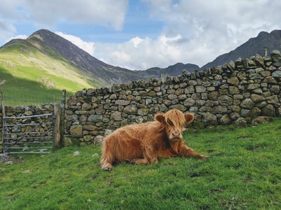 Wizard viewing the mountain brown yak
